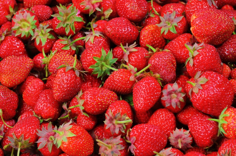 primeur-LES SALLES SUR VERDON-min_strawberries-528791